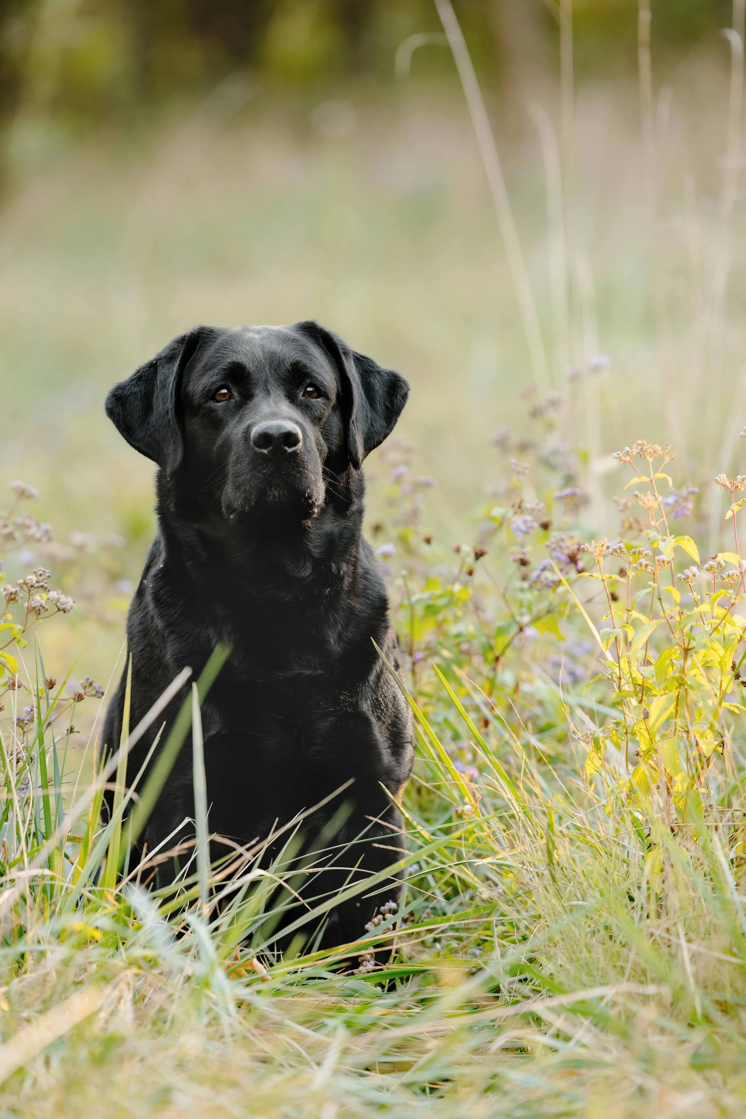 Cloveru クローバル　Labrdor retriever リバースウィーブ Labradoodles